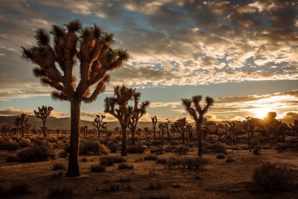 a group of palm trees with a sunset in the background