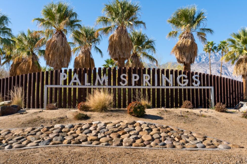 a flock of seagulls standing on a rock next to a palm tree