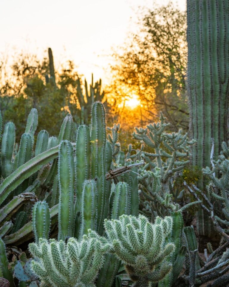 a cactus in a garden