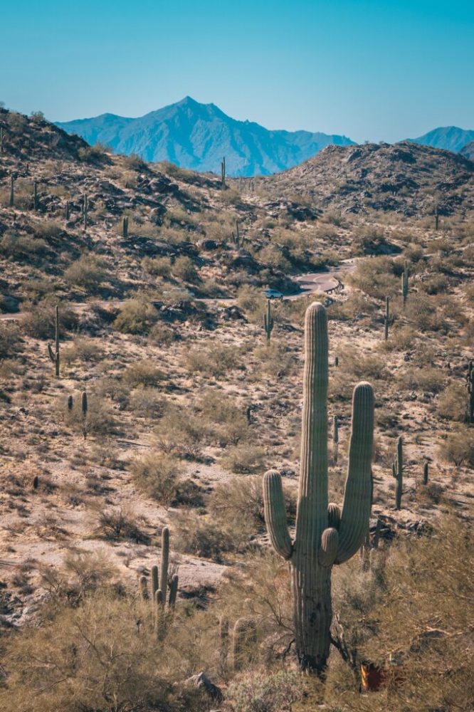 a cactus in a field with a mountain in the background