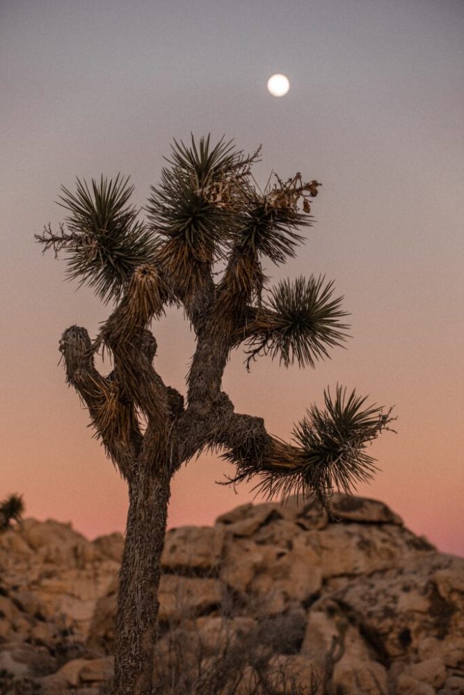 a group of palm trees next to a tree