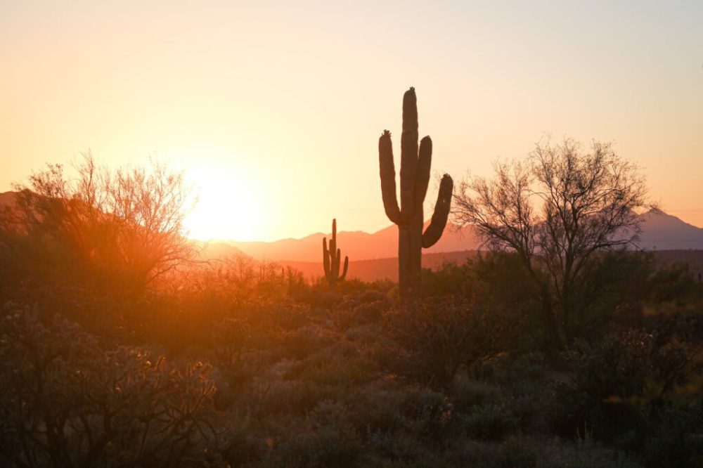 a cactus in a sunset