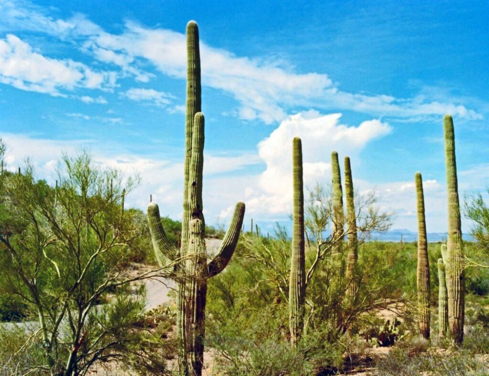 a giraffe standing in front of a cactus