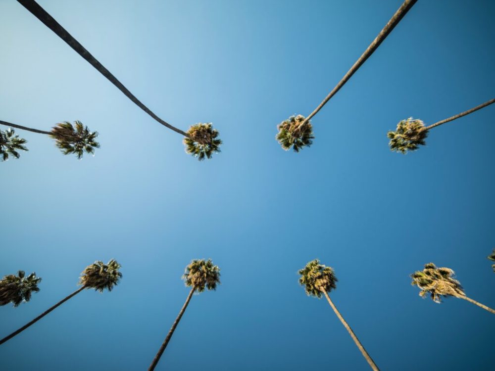 a group of palm trees on a sunny day