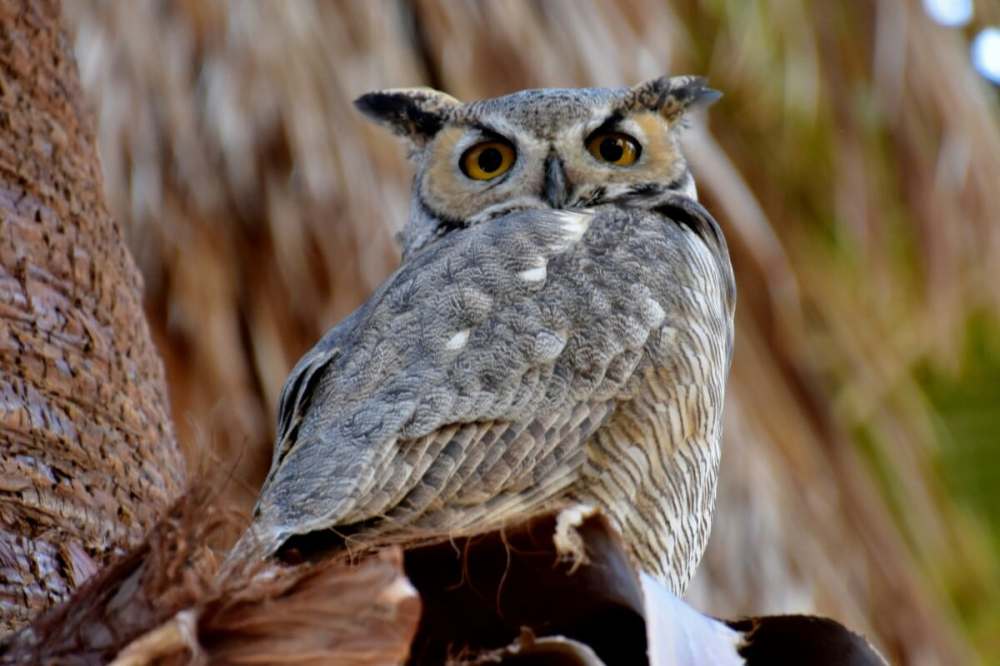 a close up of an owl